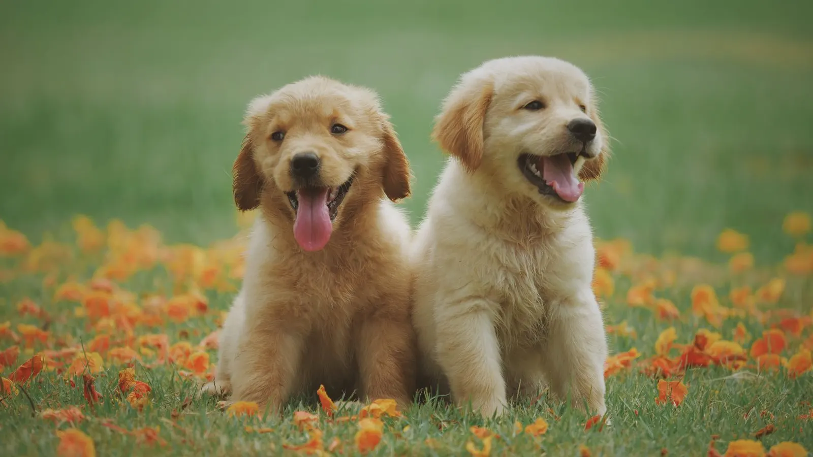 Two golden retriever puppies sitting on the grass